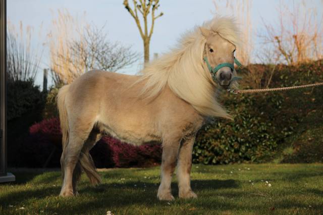 Stallion Shetland Pony For sale 2022 Other color