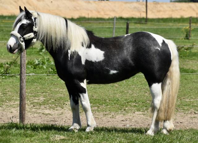 Mare No Origin Recorded For sale 2020 Coloured