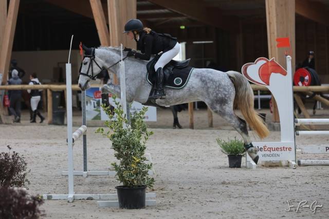 Mare French Saddle Pony For entrust 2013 Grey