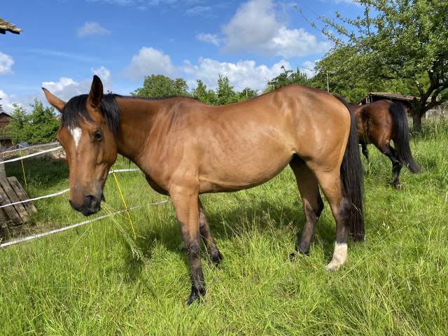 Mare Origin Recorded For sale 2020 Bay