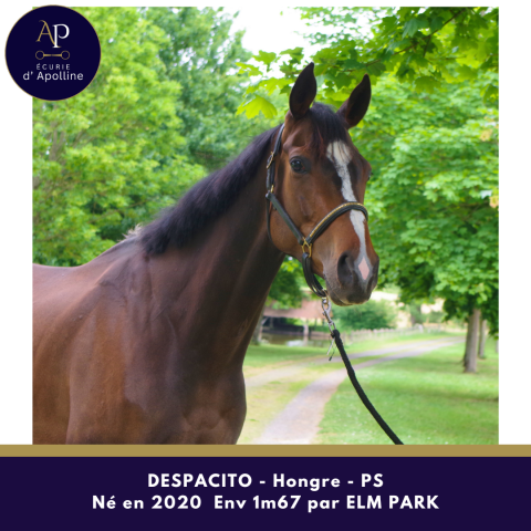 Gelding Thoroughbred For sale 2020 Bay