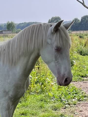 Colt Other Pony Breed For sale 2024 Perlino