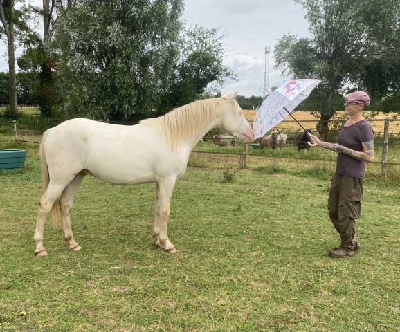 Gelding Other Pony Breed For sale 2024 Perlino
