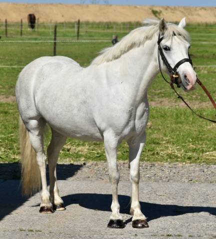 Mare No Origin Recorded For sale 2014 Grey