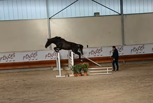 Entire Selle Français For sale 2022 Black