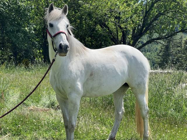Mare Lusitano For sale 2012 Grey