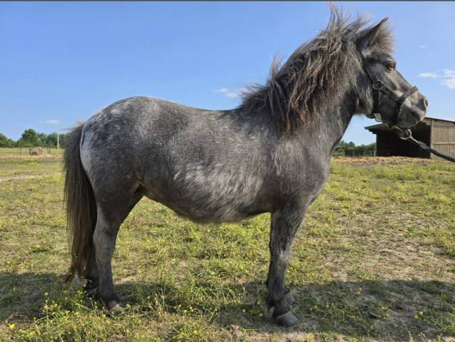Mare Shetland Pony For sale 2022 Grey