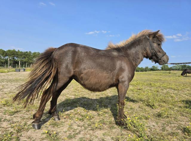 Mare Shetland Pony For sale 2022 Black