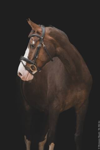 Mare Selle Fran&ccedil;ais For sale 2017 Liver chestnut
