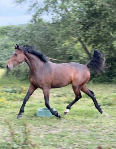 Mare Selle Français For sale 2022 Bay