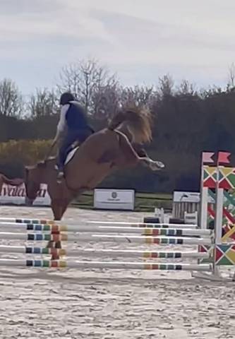 Gelding Selle Français For sale 2024 Bay