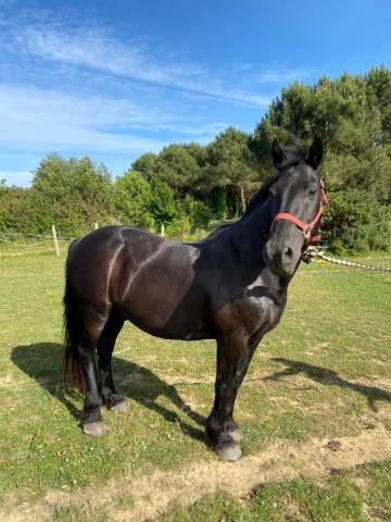 Gelding Other Horse Breed For sale 2006 Black