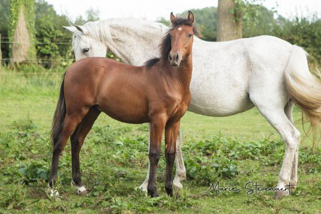 Gelding PRE Pure Spanish Bred For sale 2023 Bay