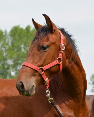 Gelding PRE Pure Spanish Bred For sale 2023 Bay