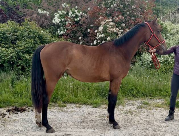 Filly Zangersheide For sale 2023 Bay