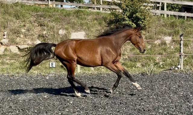Filly Zangersheide For sale 2023 Bay