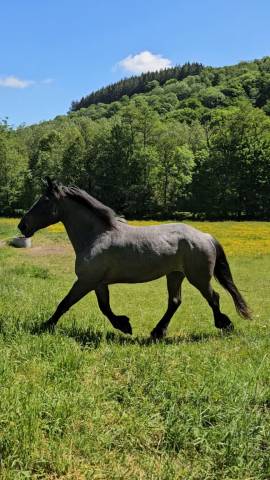 Mare Draft Cross For sale 2021 Other color