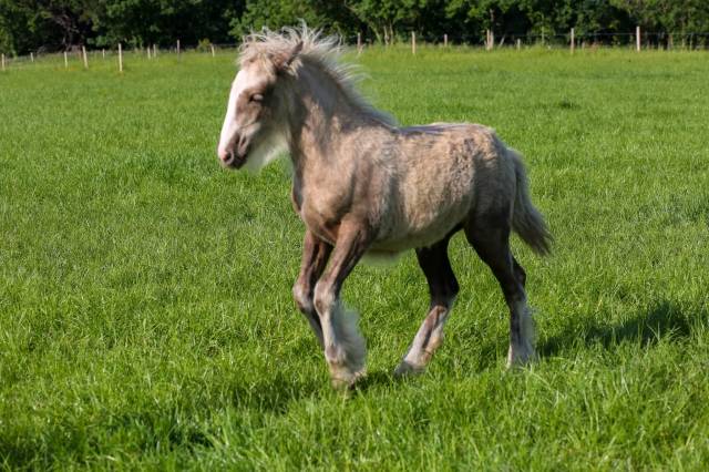Filly Origin Recorded For sale 2025 Palomino