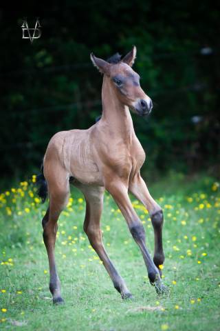 Colt PRE Pure Spanish Bred For sale 2025 Bay