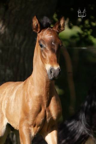 Colt PRE Pure Spanish Bred For sale 2025 Bay