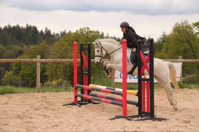 Gelding Connemara For sale 2021 Grey