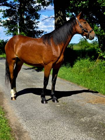 Mare French Trotter For sale 2020 Bay