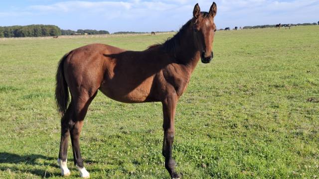 Filly Selle Français For sale 2025 Bay