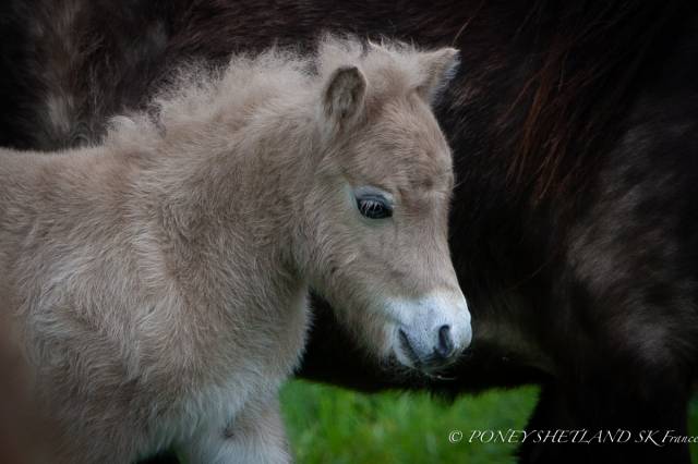 Colt Shetland Pony For sale 2025 Palomino