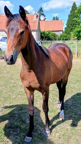 Filly Anglo-Arabian For sale 2024 Bay
