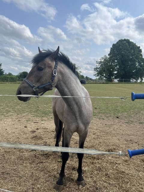 Entire French Saddle Pony For sale 2023 Grey