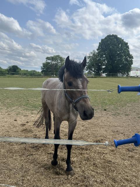 Entire French Saddle Pony For sale 2023 Grey
