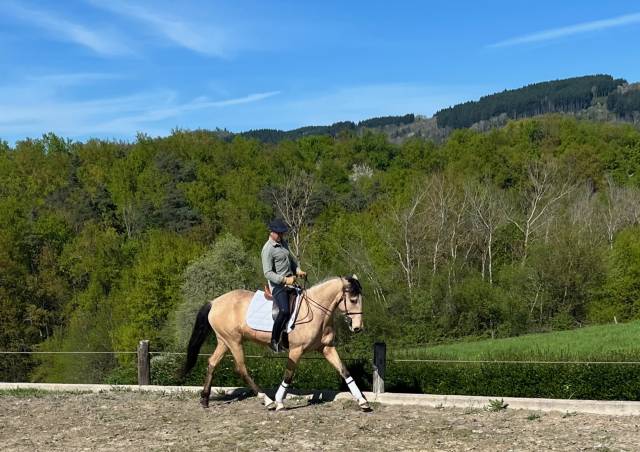 Mare Lusitano For sale 2020 Buckskin