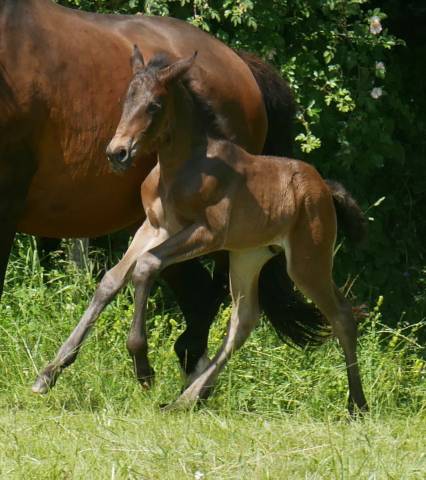 Colt Lusitano For sale 2024 Other color