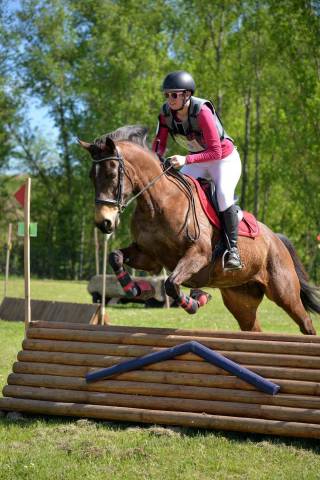 Mare Origin Recorded For sale 2014 Buckskin