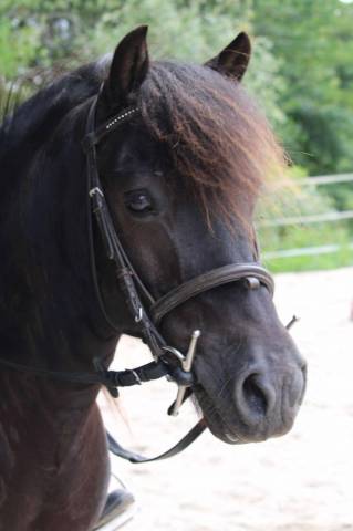 Gelding No Origin Recorded For sale 2008 Black