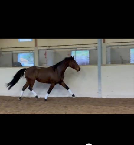 Mare Oldenburg For sale 2021 Bay