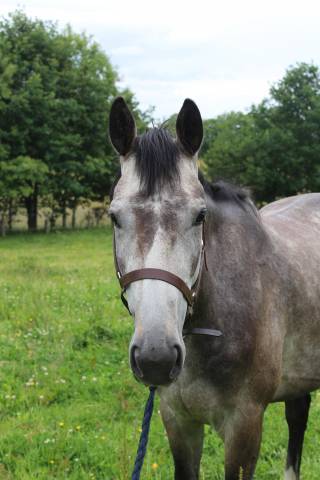 Mare English Thoroughbred For sale 2022 Grey