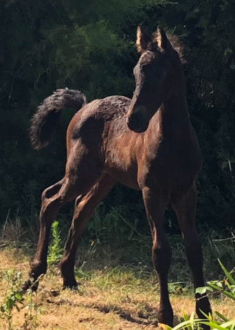 Colt Friesian For sale 2025 Black