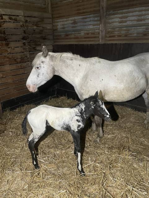 Filly Appaloosa For sale 2025 Black