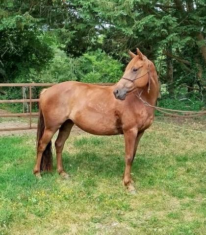 Filly Connemara For sale 2020 Chesnut