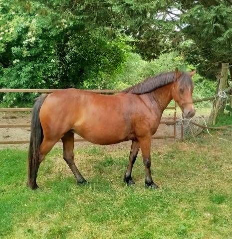 Filly Connemara For sale 2020 Bay