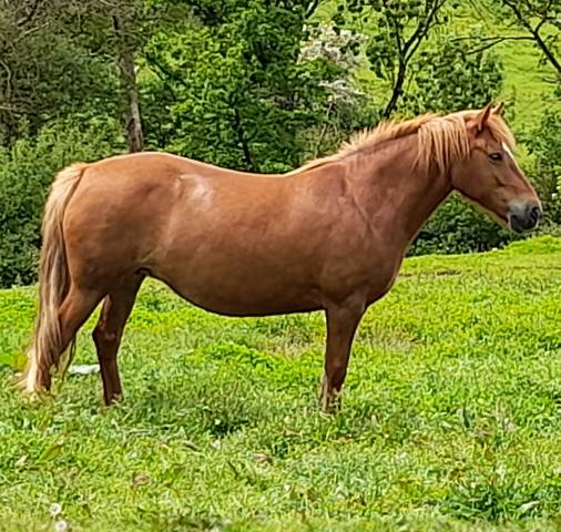 Mare Connemara For sale 2019 Chesnut
