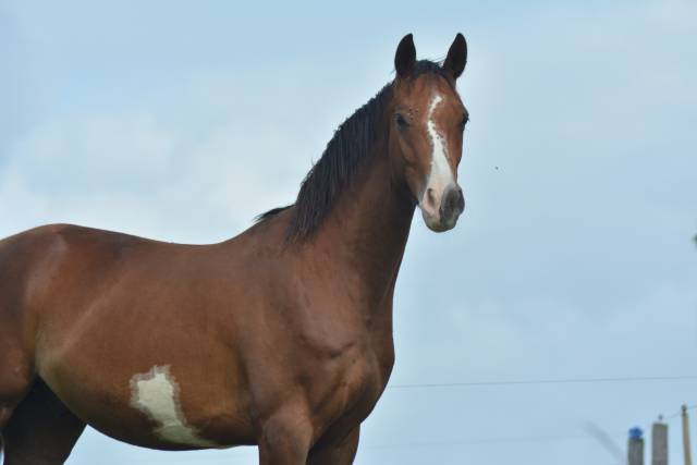 Gelding AES Anglo European Studbook For sale 2022 Coloured