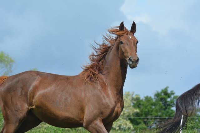 Mare Oldenburg For sale 2022 Liver chestnut