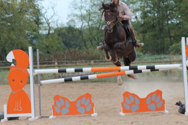 Entire Origin Recorded For sale 2009 Liver chestnut