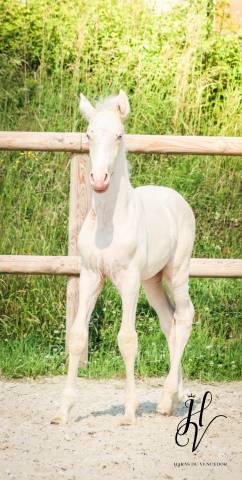 Colt Lusitano For sale 2025 Cream