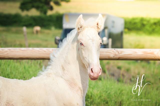 Colt Lusitano For sale 2025 Cream