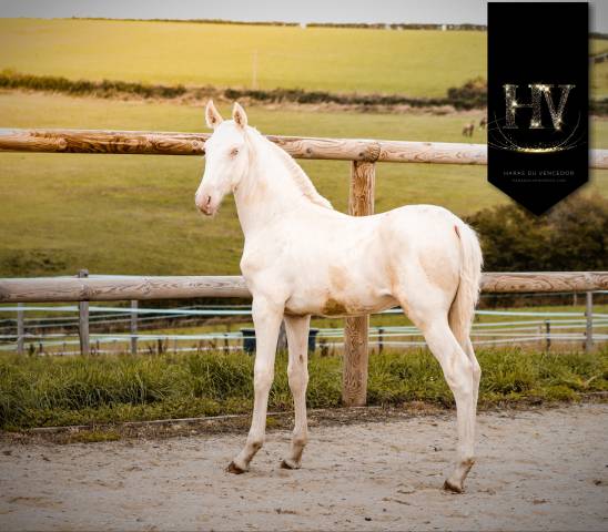 Colt Lusitano For sale 2025 Cream