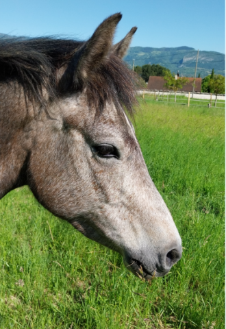 Mare French Saddle Pony For sale 2021 Grey