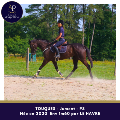 Mare Thoroughbred For sale 2020 Bay